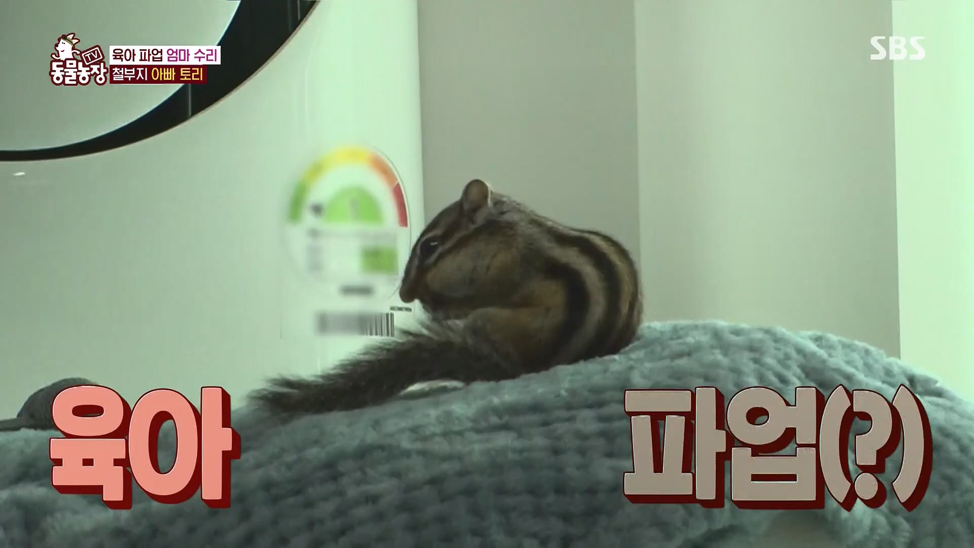 TV 동물농장.E1118.230430p.H264-F1RST.mp4_20230430_172349.634.jpg