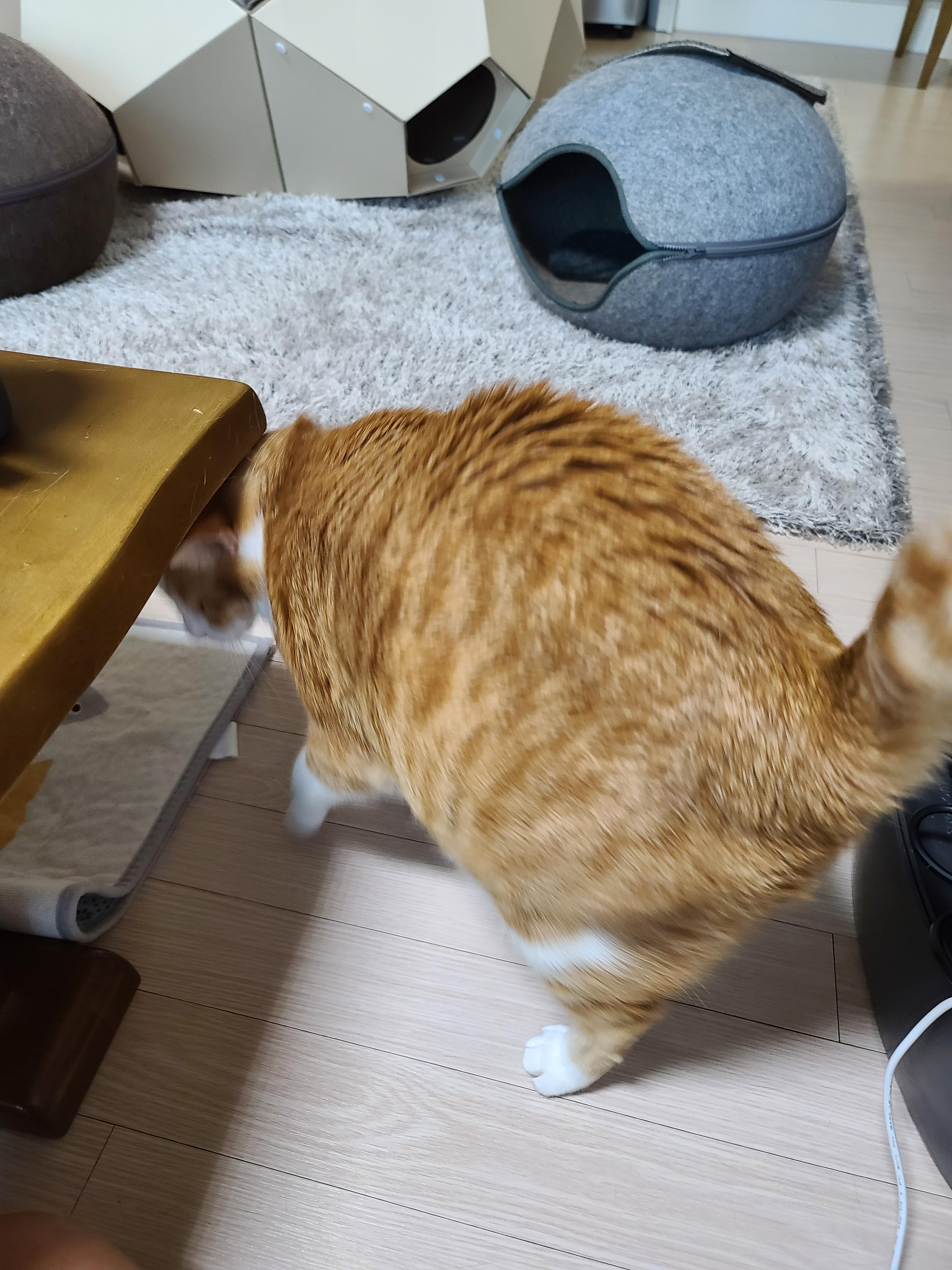 고양이가 엄마집사에게 바라는게 있을때 하는 행동. 눈으로 말해요. 치즈뚱냥이 호야.