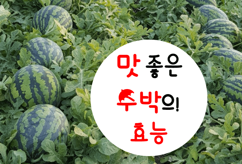  맛도 좋은 수박의 효능과 숙취해소 최고봉!