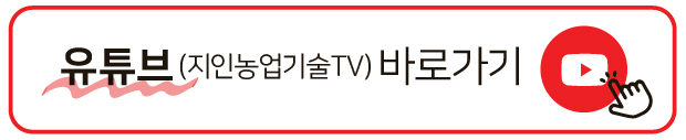 최고 작황 속 옥수수 재배 어떻게 재배했나 5
