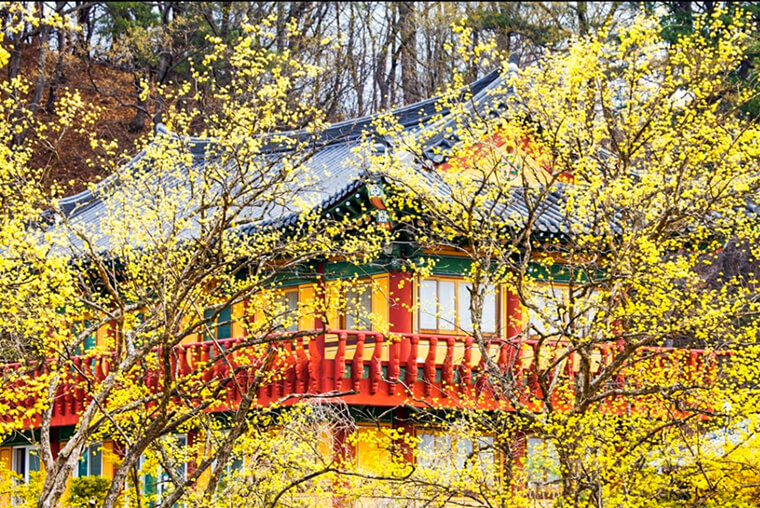 이천 산수유마을