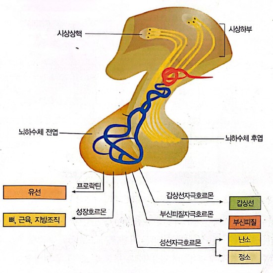 뇌하수체 전엽의 호르몬과 표적기관