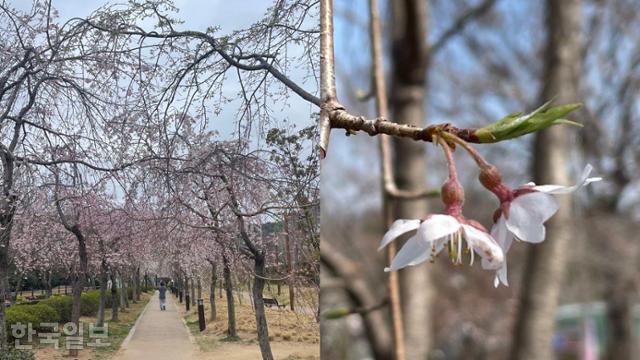 22일 경남 창원 진해구에 위치한 경화천 일대에 일본 원산의 처진올벚나무가 꽃을 피우고 있다(왼쪽 사진). 오른쪽은 꽃받침통이 동그란 처진올벚나무의 모습.