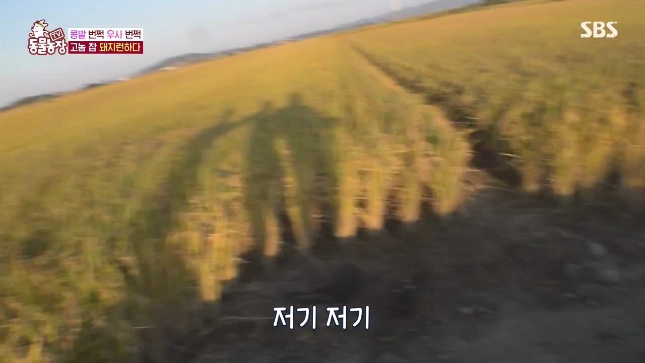 TV 동물농장.E1144.231106p-NEXT.mp4_20231105_175949.372.jpg