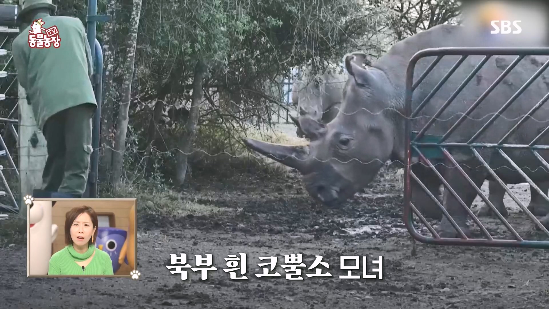 TV 동물농장.E1160.240225p.H264-F1RST.mp4_20240225_165117.923.jpg