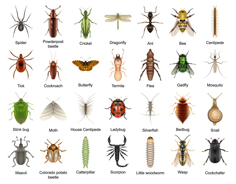 돈벌레 나오는 이유] 집벌레 종류, 권연벌레 (그리마 물림) - 스모의 일기장