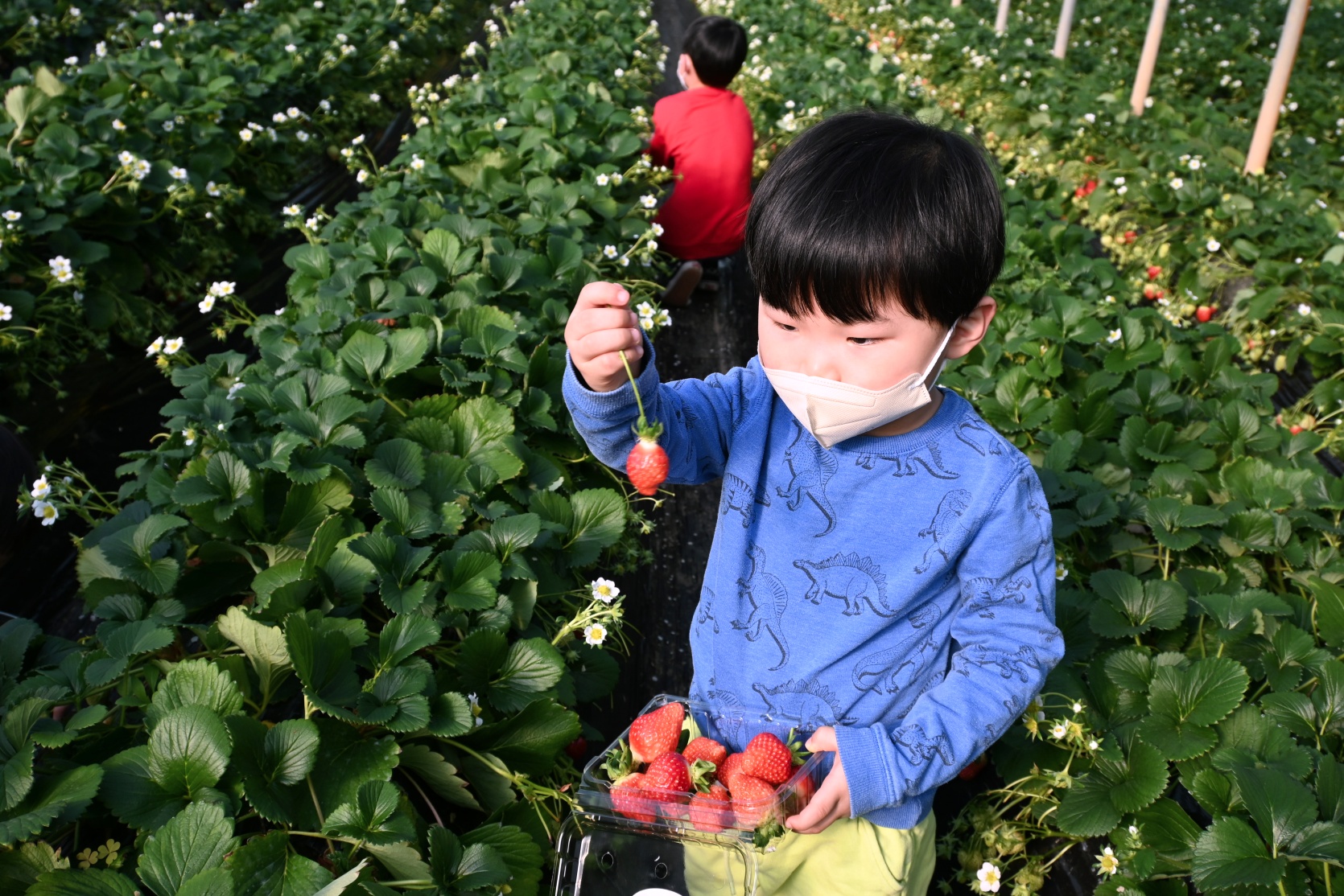 남양주 더드림 딸기 체험 농장 즐기기 사진9