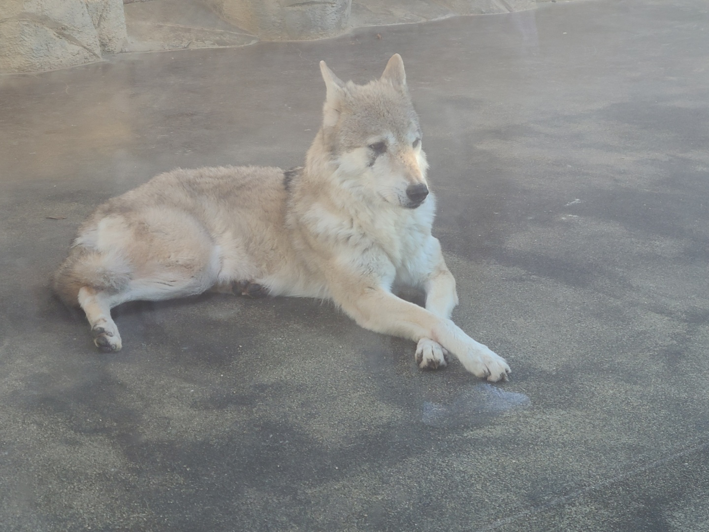 덴노지 동물원 늑대