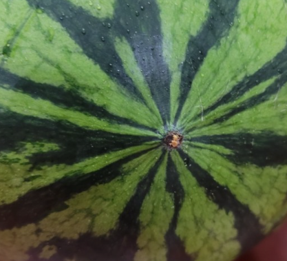  11 ways How to Pick a Watermelon in Korea