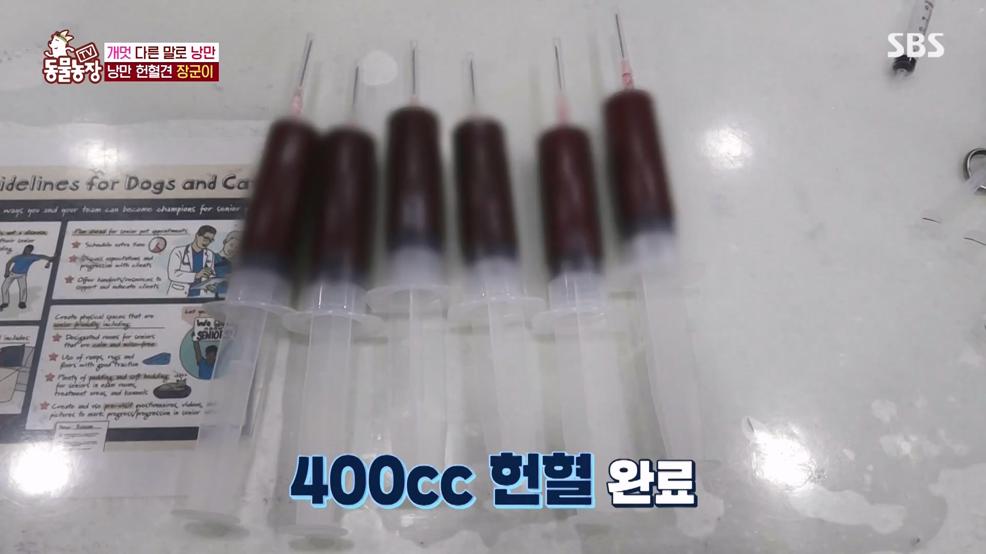 TV 동물농장.E1166.240407p-NEXT.mp4_20240407_164458.618.jpg
