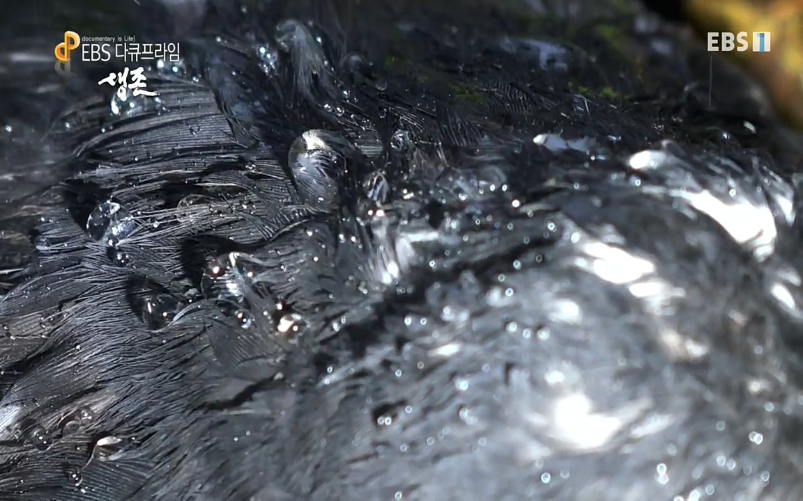 생존 3부_ EBS 다큐프라임_ 220629.avi_20220701_205958.503.jpg