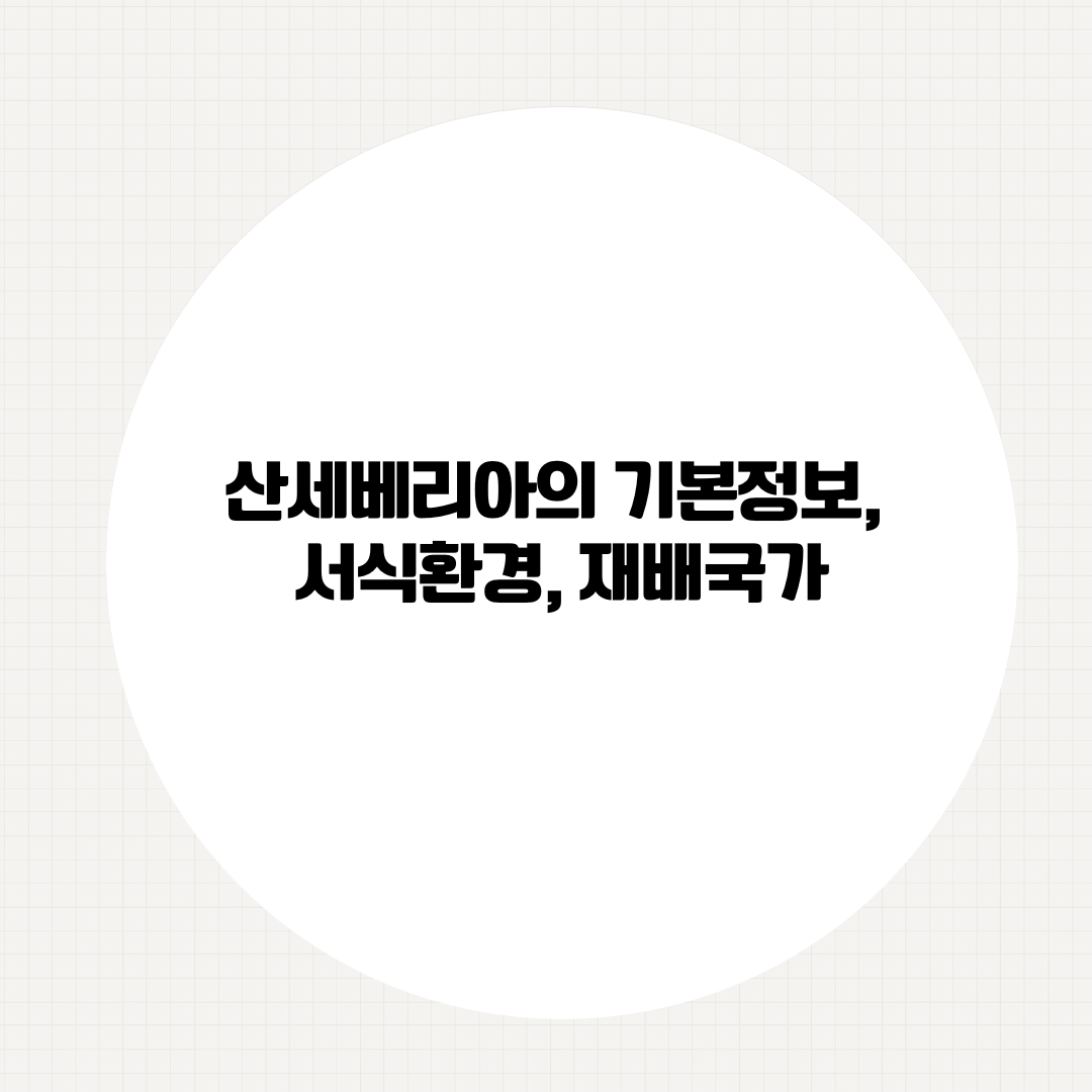 산세베리아