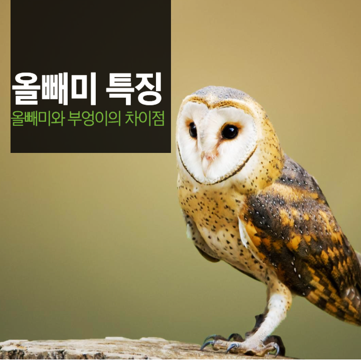 올빼미특징,올빼미와부엉이차이점