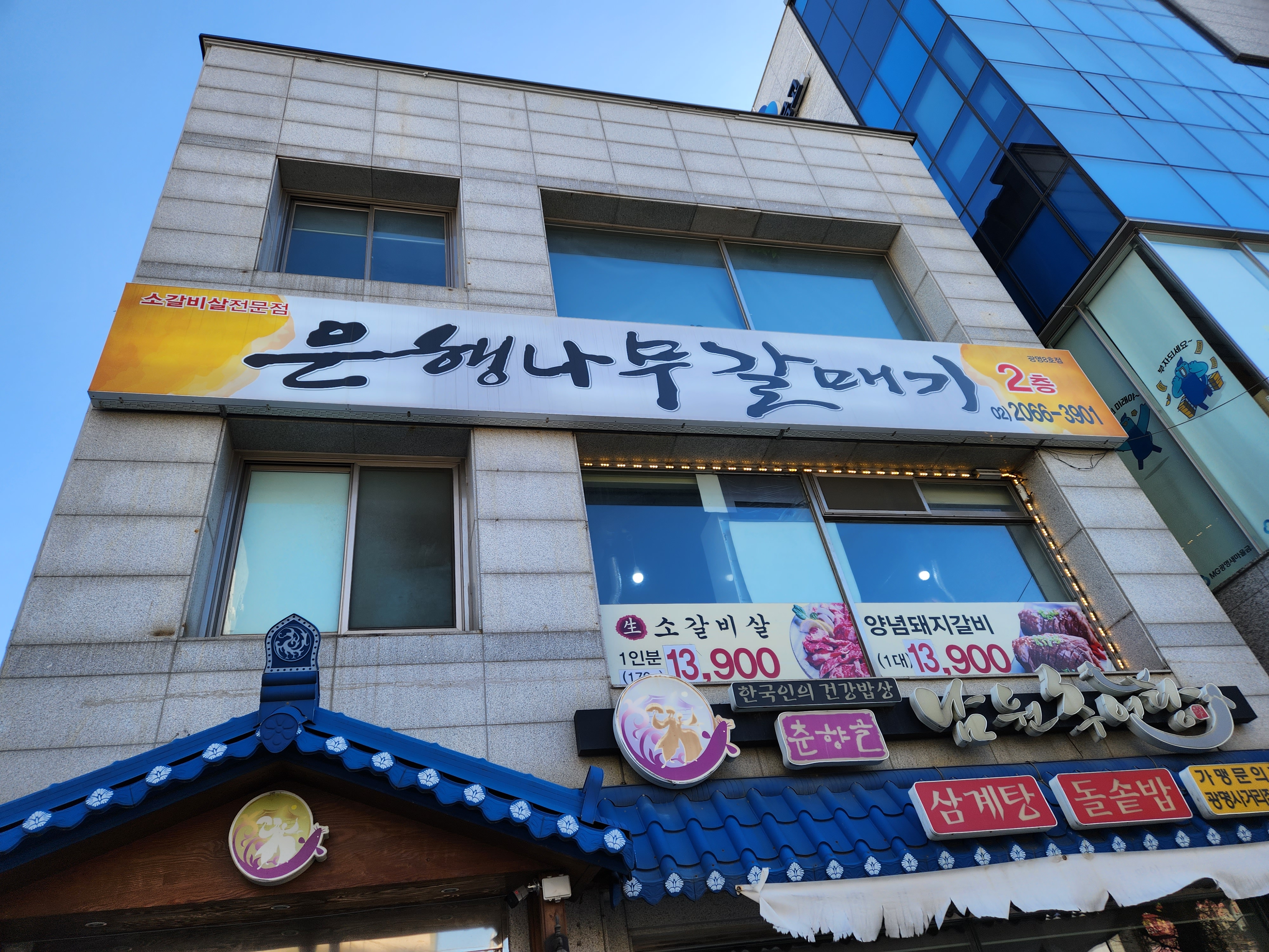은행나무갈매기 이미지