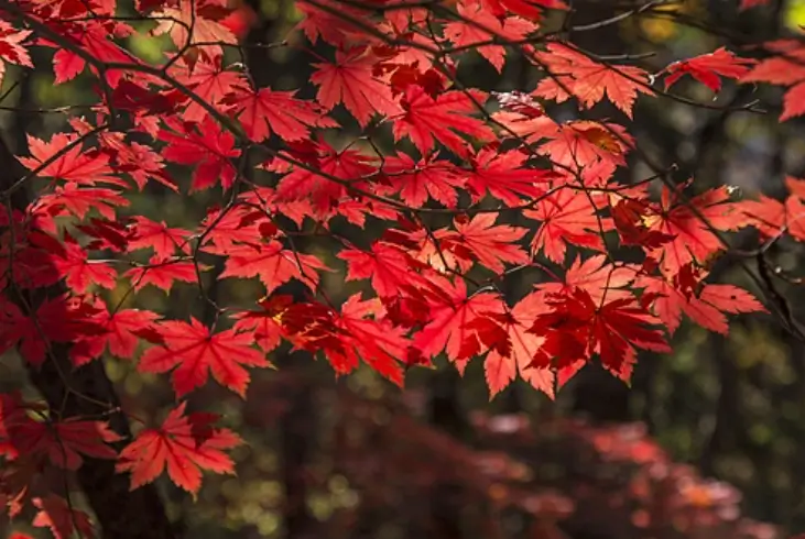 설악산 단풍