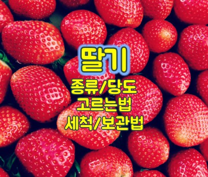 딸기-종류-당도-보관법