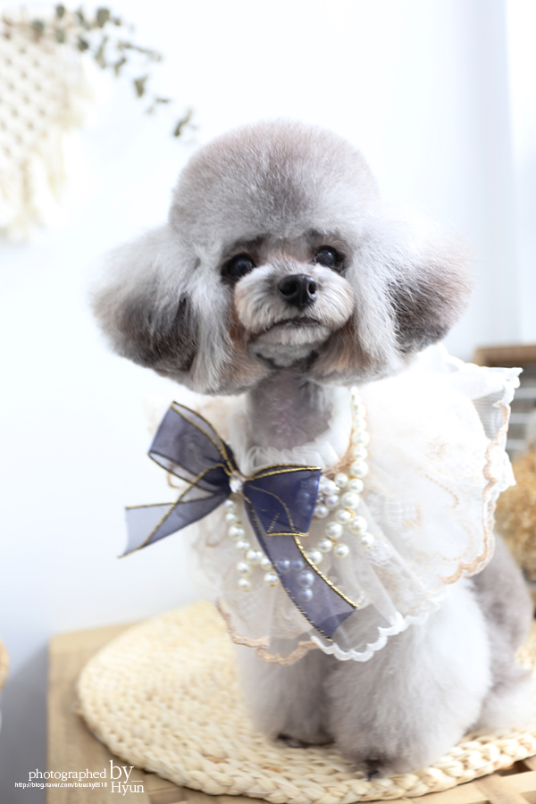 ::모델이 되어도 좋아! 실버푸들 마리 미용 24