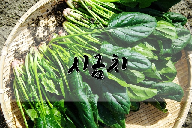  겨울에 더욱 영양 만점인 시금치를 소개합니다!