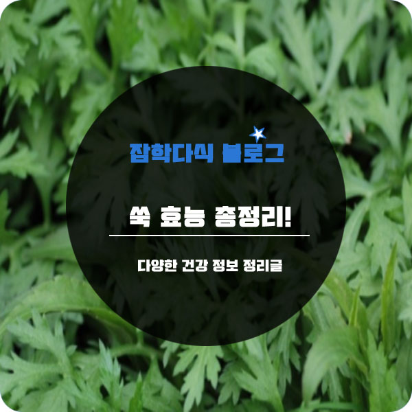  쑥 효능 총정리!