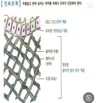 피부 구조와 기능 표피 진피 피하조직 위치 역할_15