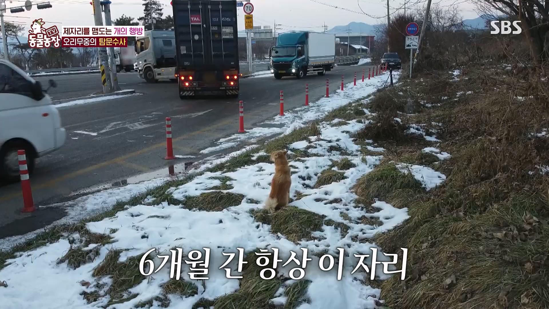 TV 동물농장.E1104.230115p.H264-F1RST.mp4_20230115_173214.992.jpg