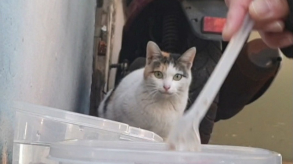  나의 길고양이 이야기.1