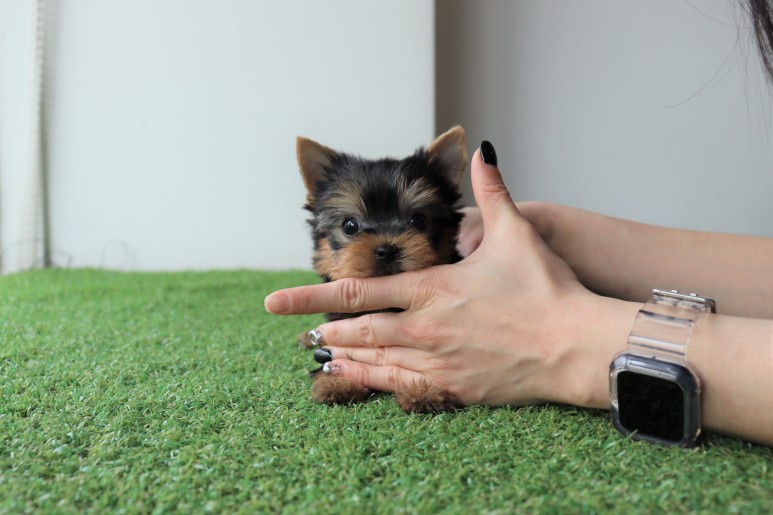 행복하게 지내요 요크셔테리어분양 쫑이만나 8