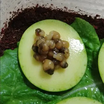 백와달팽이 가격 키우기 분양 수명 먹이 성격 종류_16