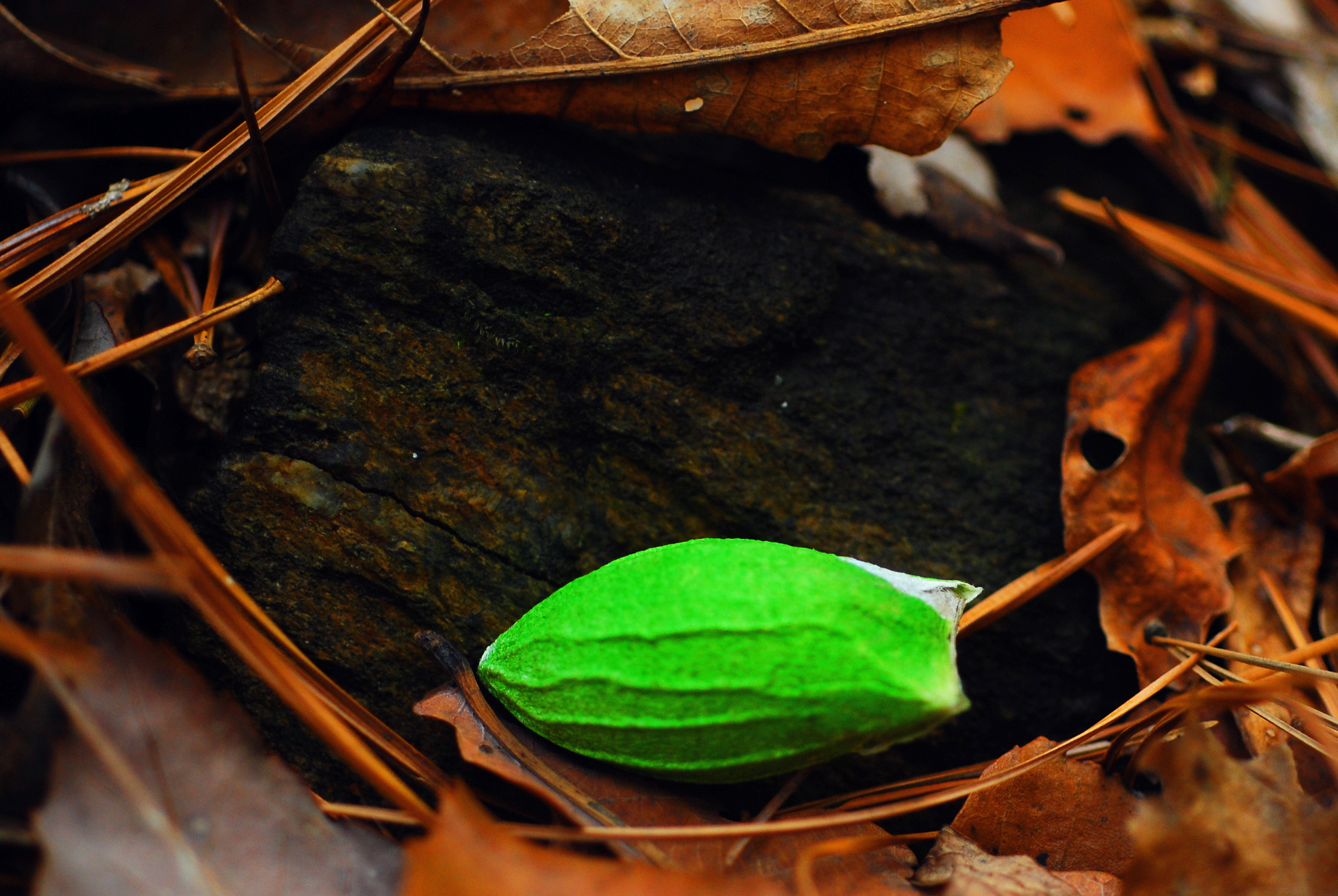 유리산누에나방고치 2