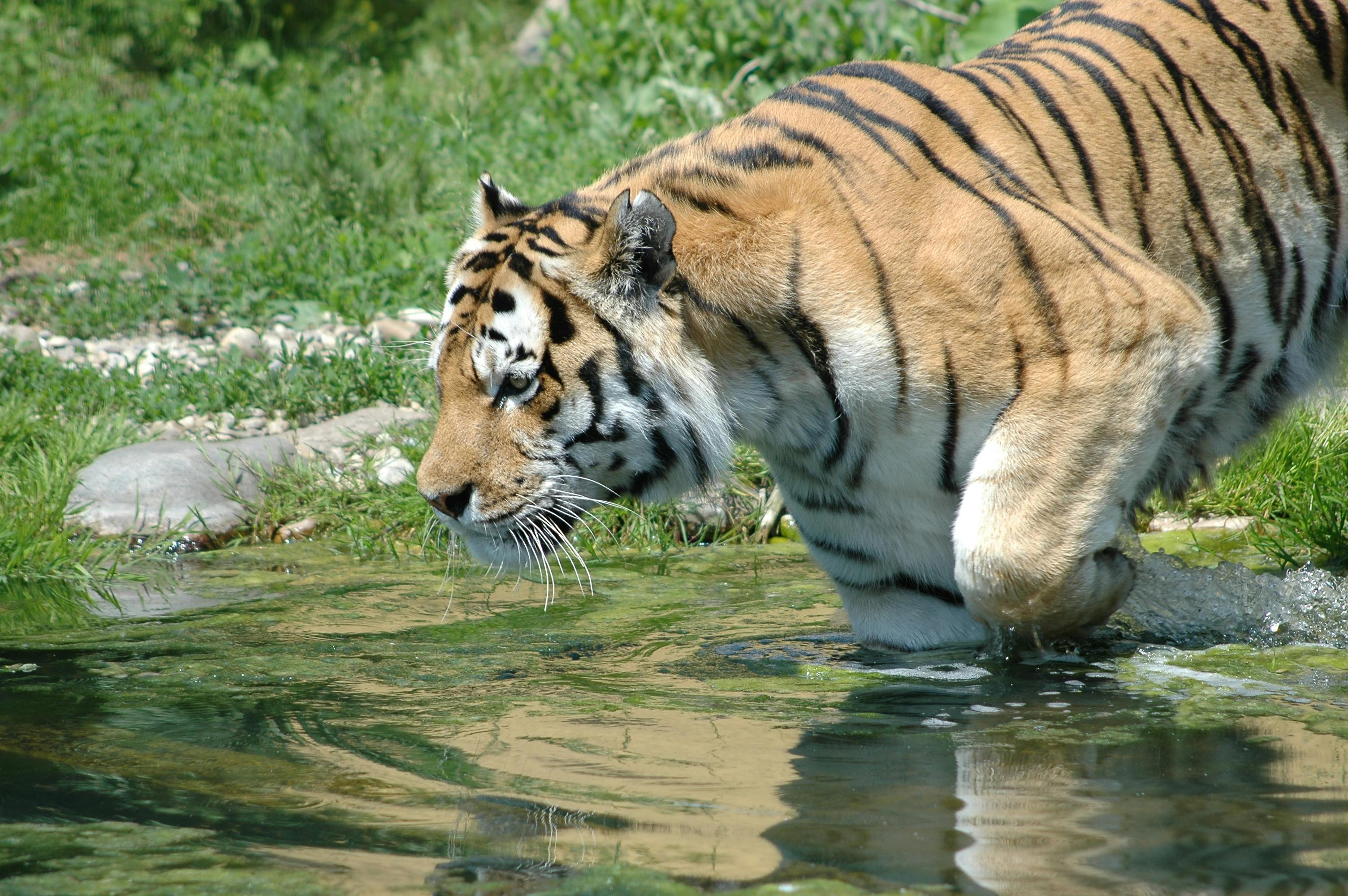 &quot;TIGER BBIG 레버리지 ETF: 투자 전략과 성과 분석으로 알아보는 미래에셋 TIGER ETF의 모든 것!&quot;