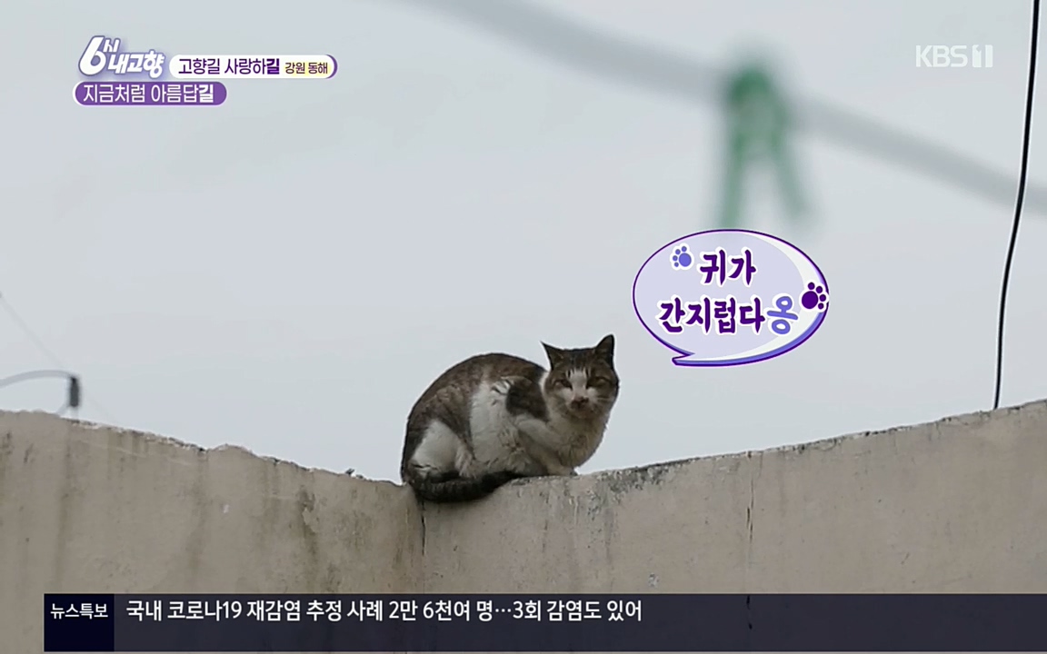 6시 내고향.E7512.220416p.H264-F1RST.mp4_20220502_192445.063.jpg