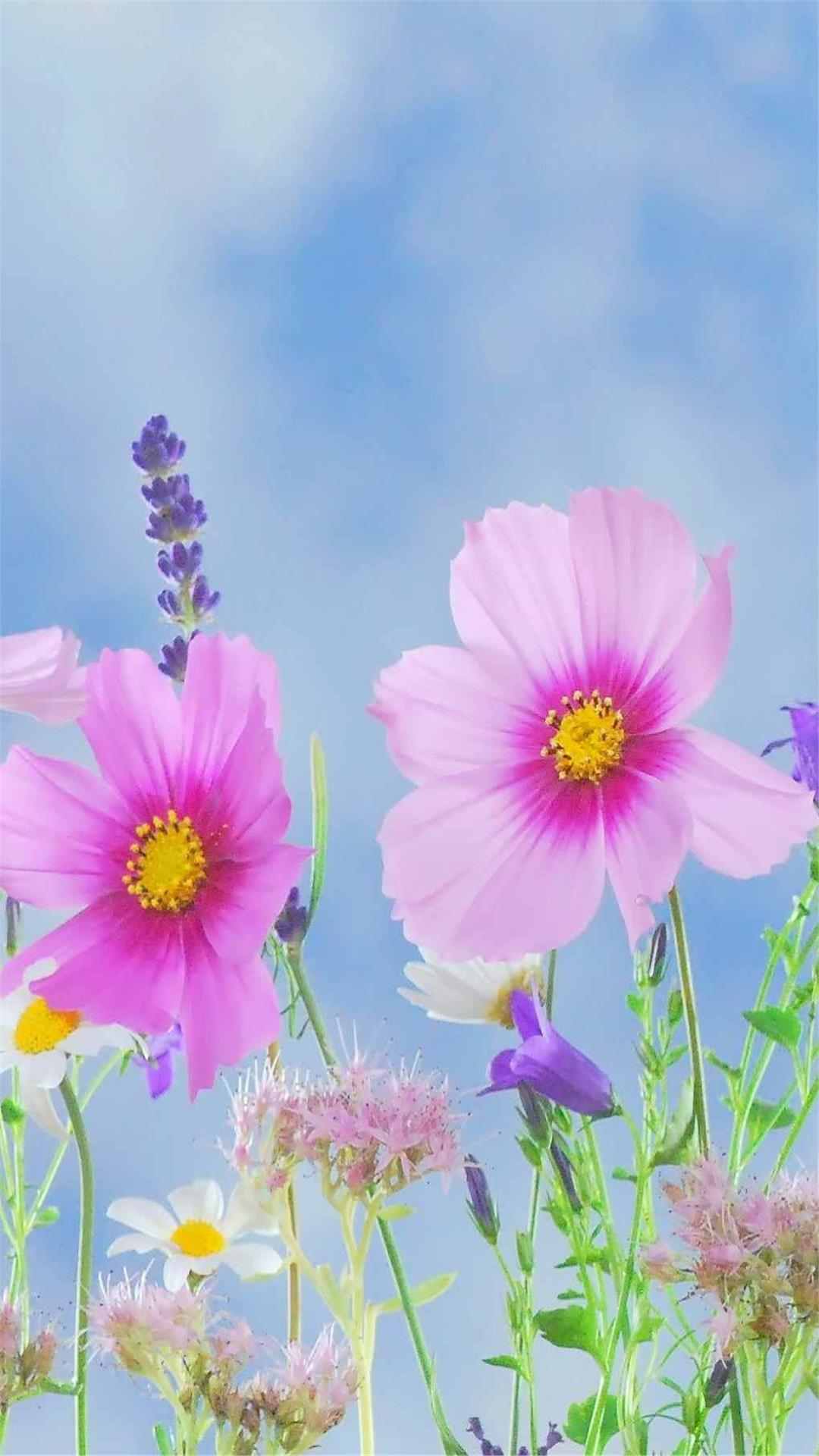 Cosmos Flower iPhone Wallpaper