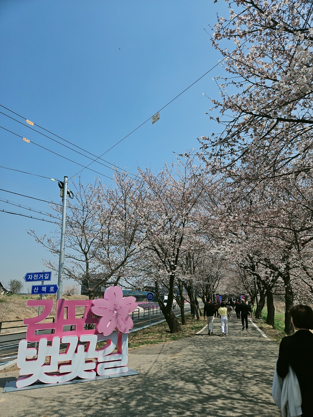 김포 계양천 벚꽃길 축제