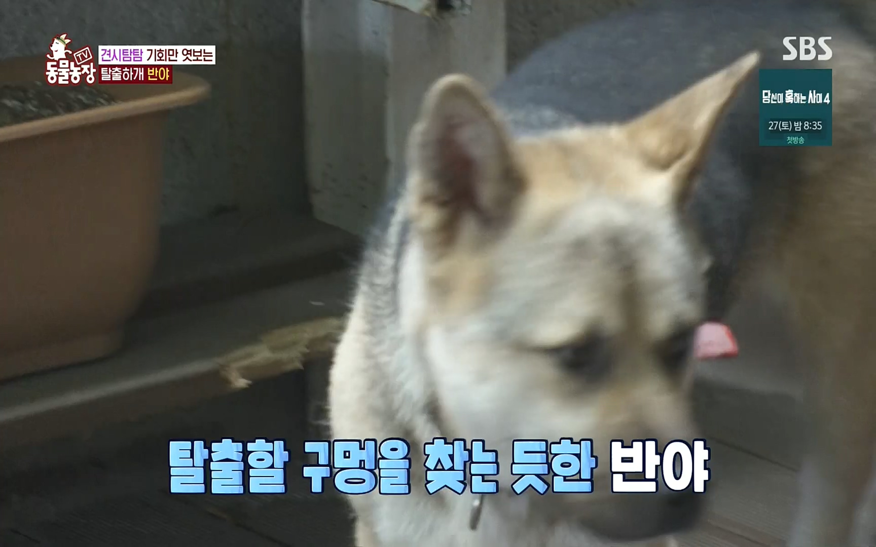 TV 동물농장.E1083.220821p.H264-F1RST.mp4_20220821_183709.265.jpg