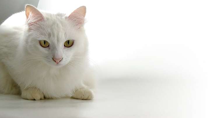 하얀 고양이 꿈