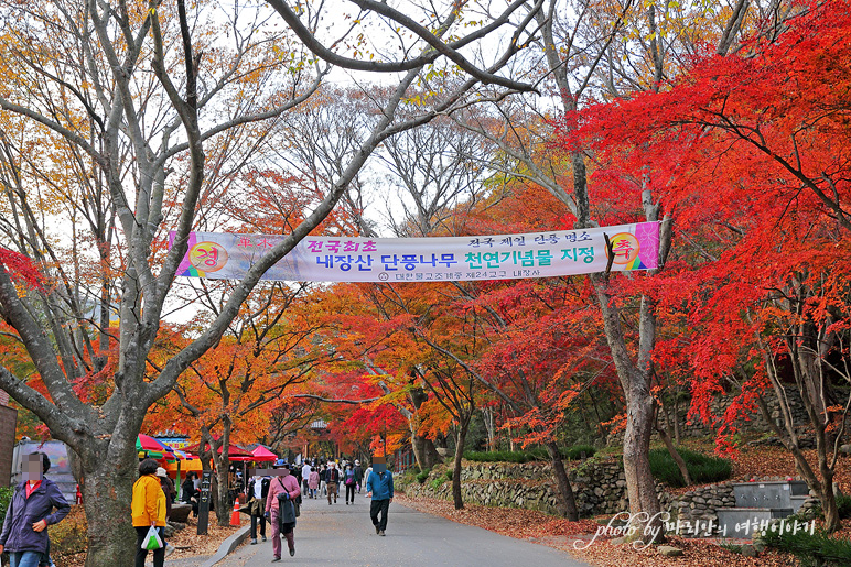 11/5 장산 단풍 절정의 정읍 내장사 3