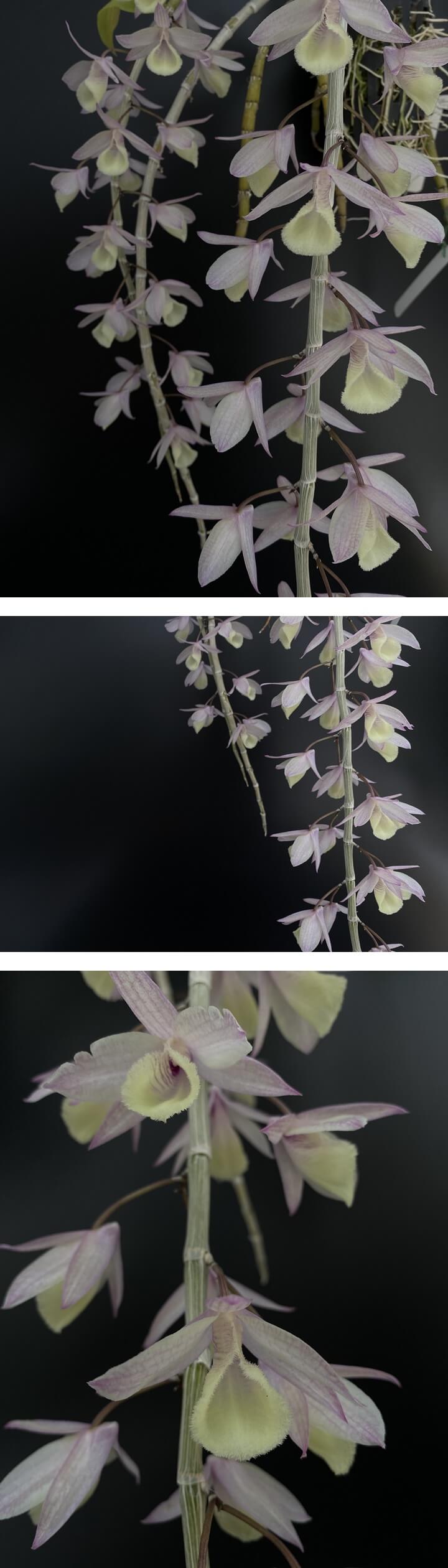 Dendrobium aphyllum 꽃사진