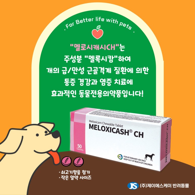 ch 강아지 통증 및 4