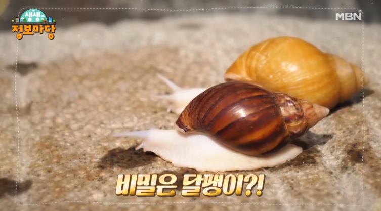 관절 통증 좋은 달팽이 진액 콘드로이친 전국 택배 온라인 주문 추천