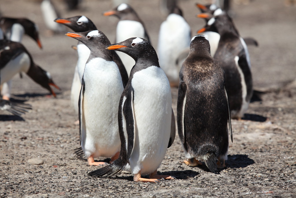 젠투 펭귄&#44; 남극 Gentoo penguins&#44; Antarctica - bing의 오늘
