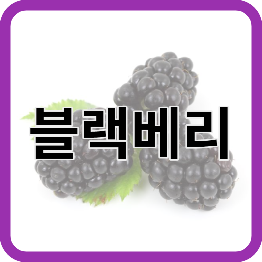1.블랙베리-프로바이오틱스-썸네일