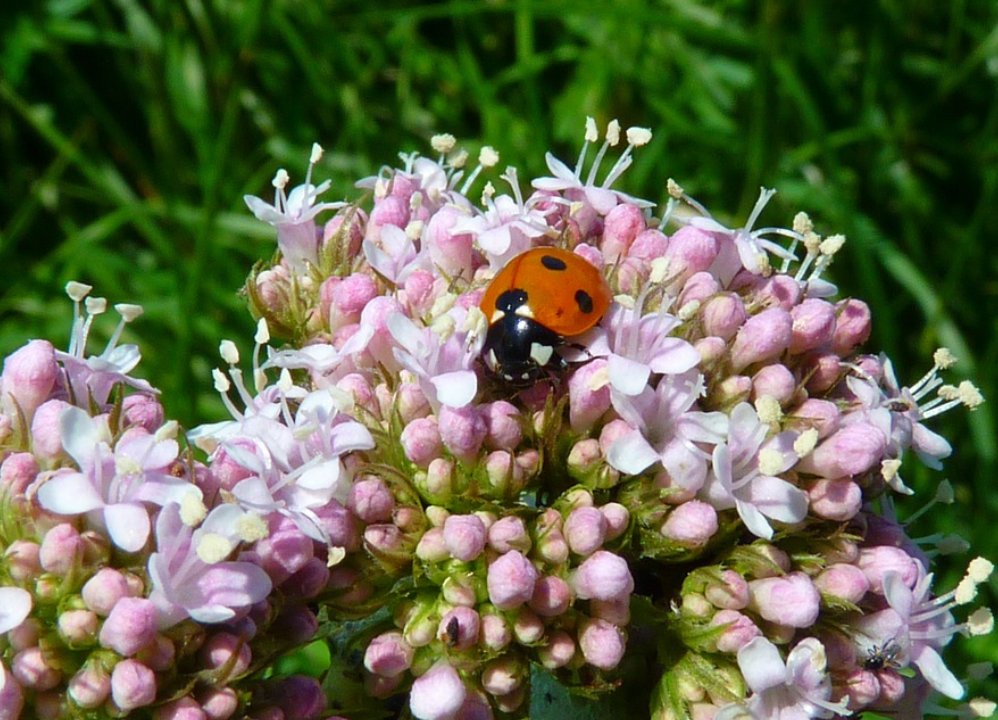 Valerian