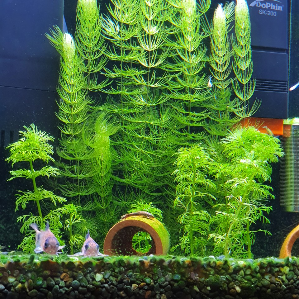  물고기 키우기, 여과기 종류와 장단점