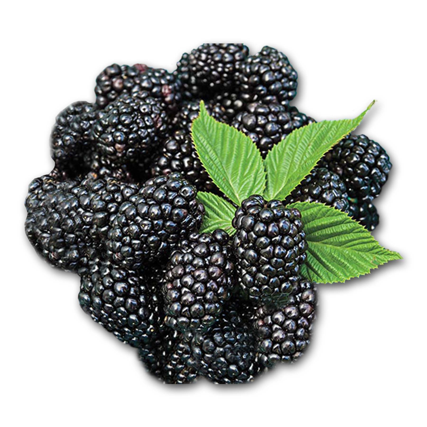  매리언베리 Marionberry 에 대해서 알아볼게요.