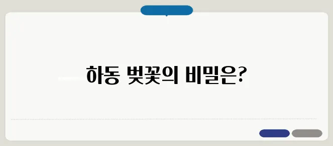 하동 벚꽃 개화시기 & 벚꽃축제 일정 총정리