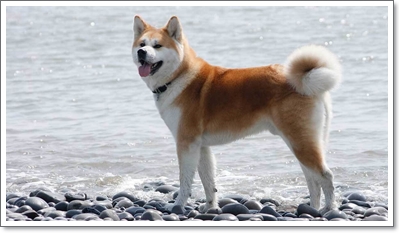  강아지 종류 독립성이 강한 10가지 품종은?