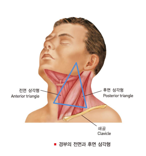 목의 구조