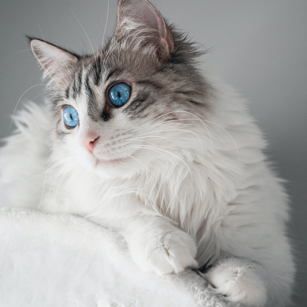 고양이 꿈해몽 태몽 34가지