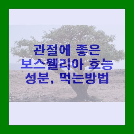  관절에 좋은 보스웰리아 효능, 성분,  먹는 방법