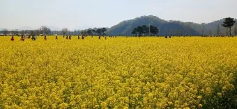 창녕 남지 유채꽃축제 일정 맛집 코스_6